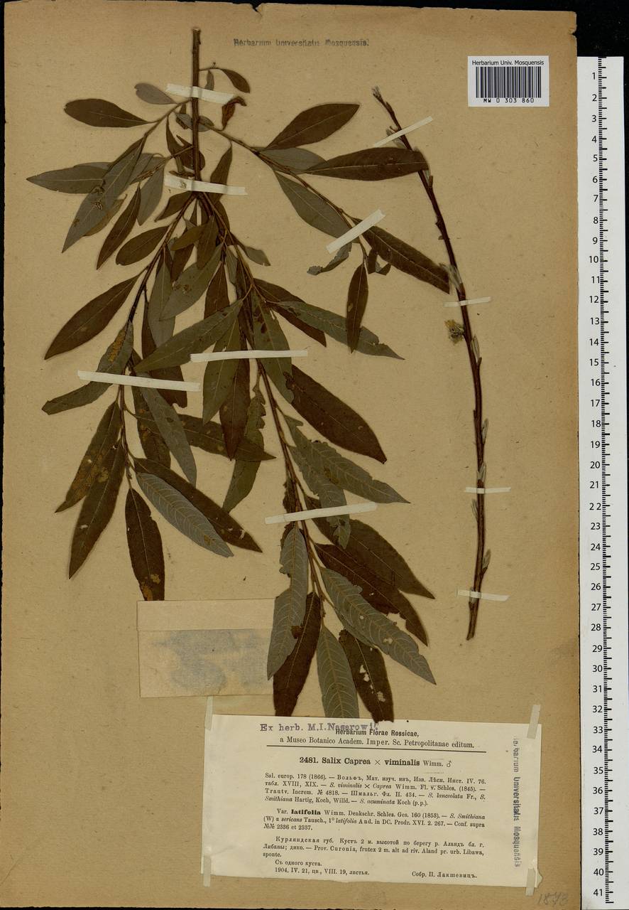 Salix caprea × viminalis, Eastern Europe, Latvia (E2b) (Latvia)