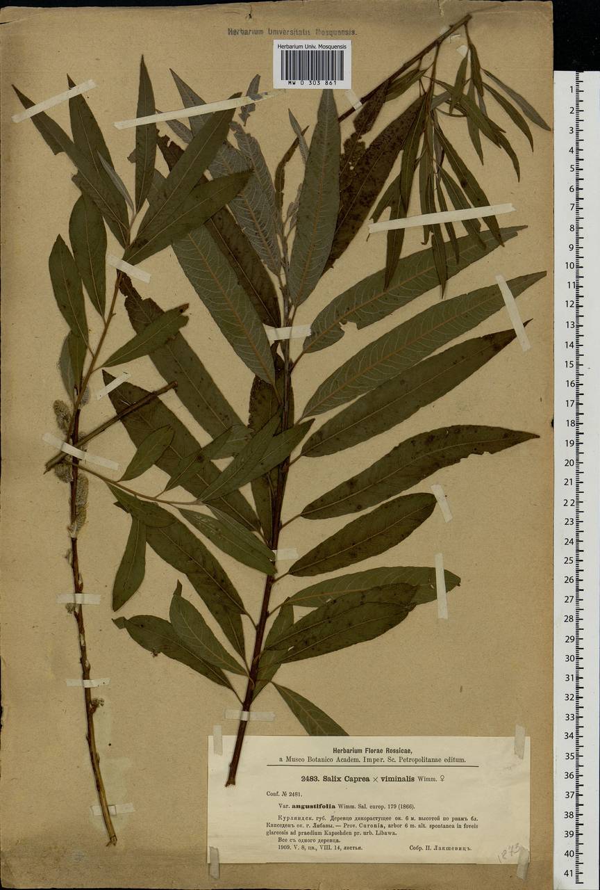 Salix caprea × viminalis, Eastern Europe, Latvia (E2b) (Latvia)