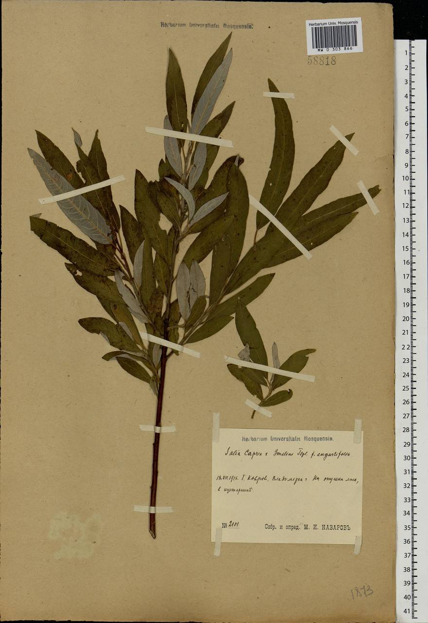 Salix caprea × viminalis, Eastern Europe, Central region (E4) (Russia)