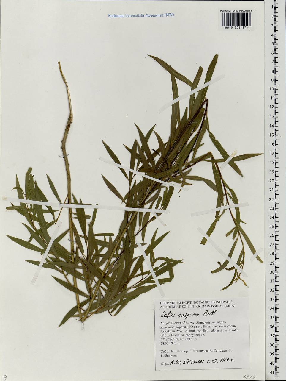 Salix caspica Pall., Eastern Europe, Lower Volga region (E9) (Russia)