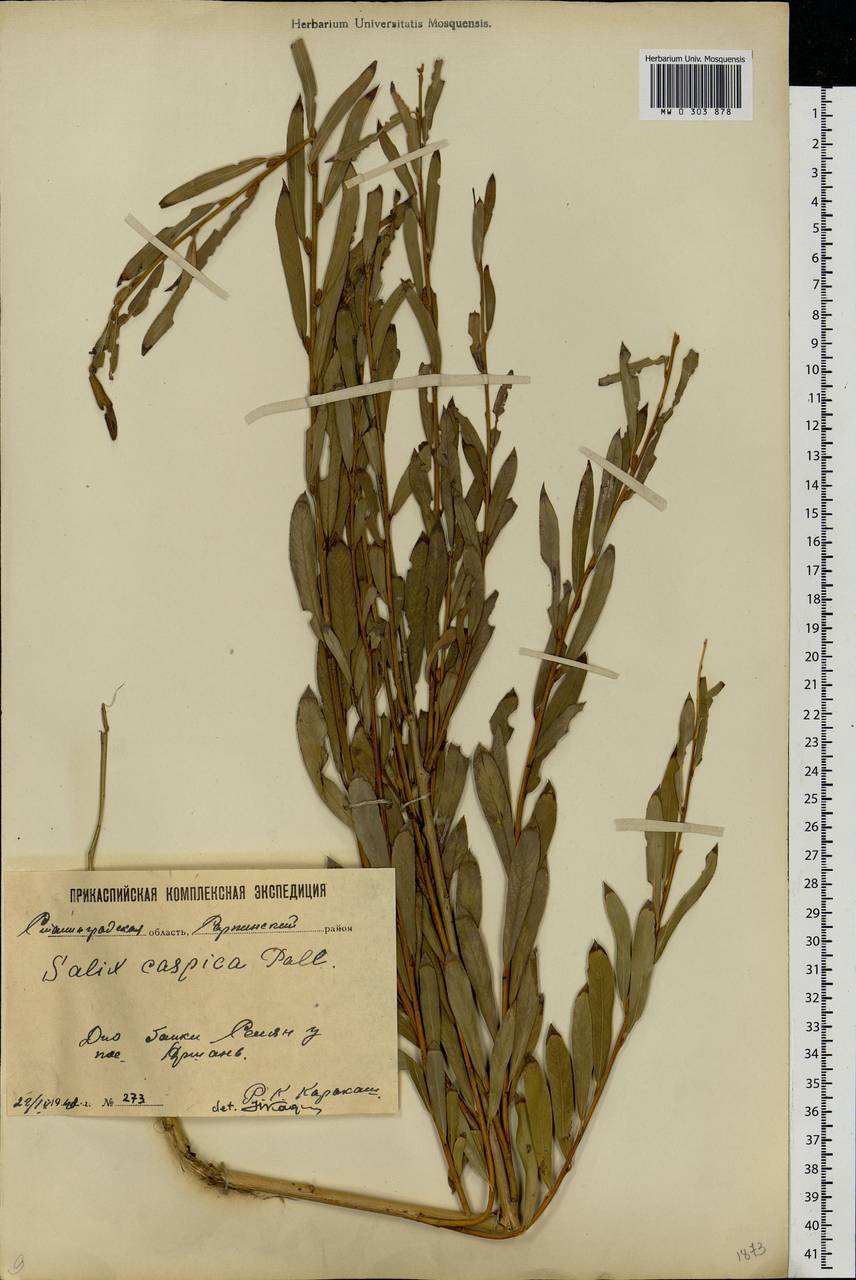 Salix caspica Pall., Eastern Europe, Lower Volga region (E9) (Russia)