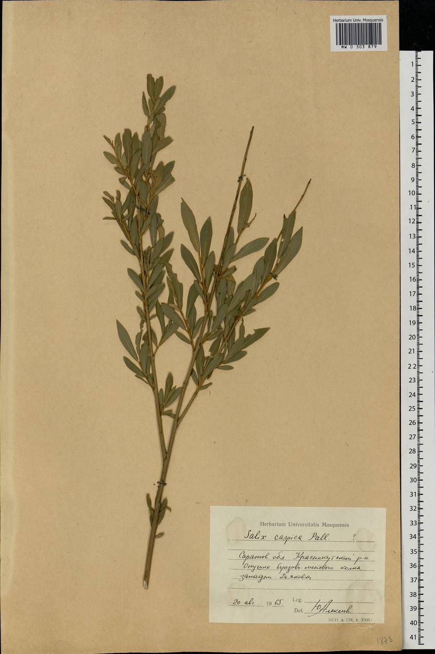 Salix caspica Pall., Eastern Europe, Lower Volga region (E9) (Russia)