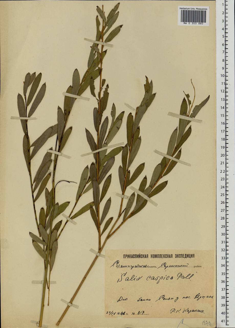 Salix caspica Pall., Eastern Europe, Lower Volga region (E9) (Russia)