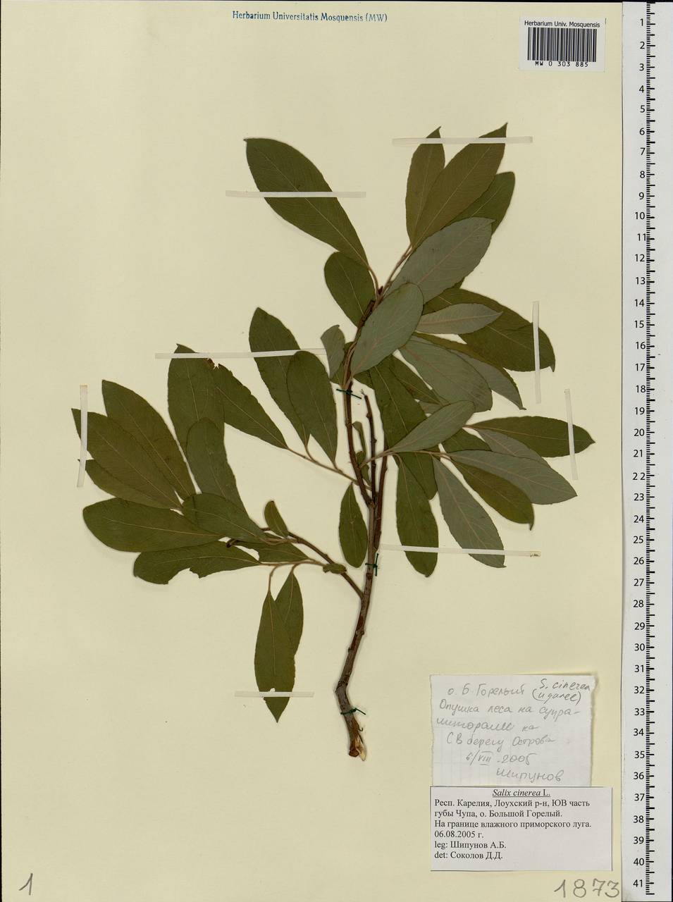 Salix cinerea L., Eastern Europe, Northern region (E1) (Russia)
