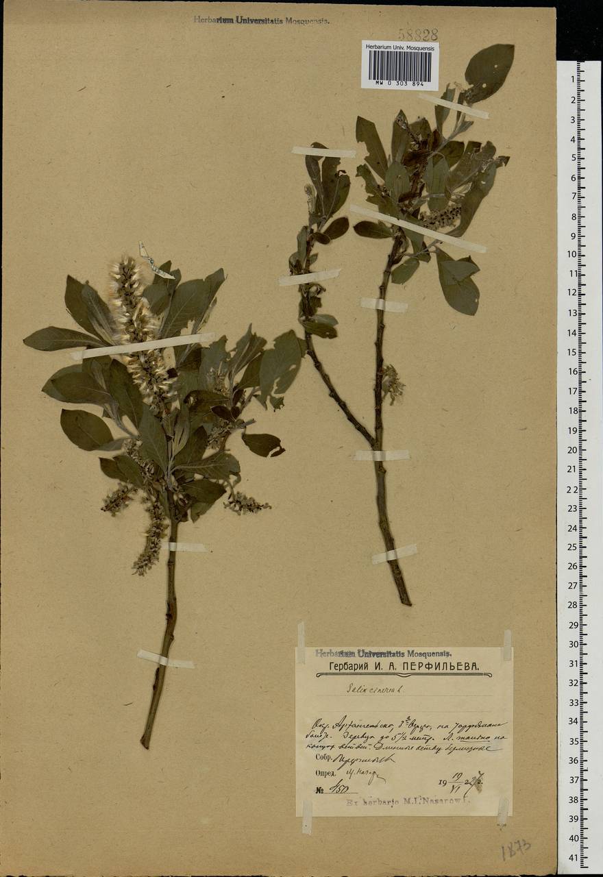 Salix cinerea L., Eastern Europe, Northern region (E1) (Russia)