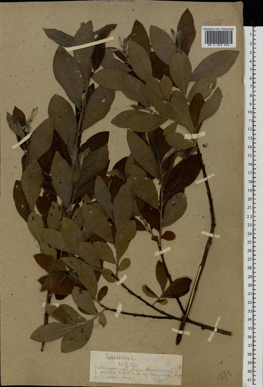 Salix cinerea L., Eastern Europe, North-Western region (E2) (Russia)