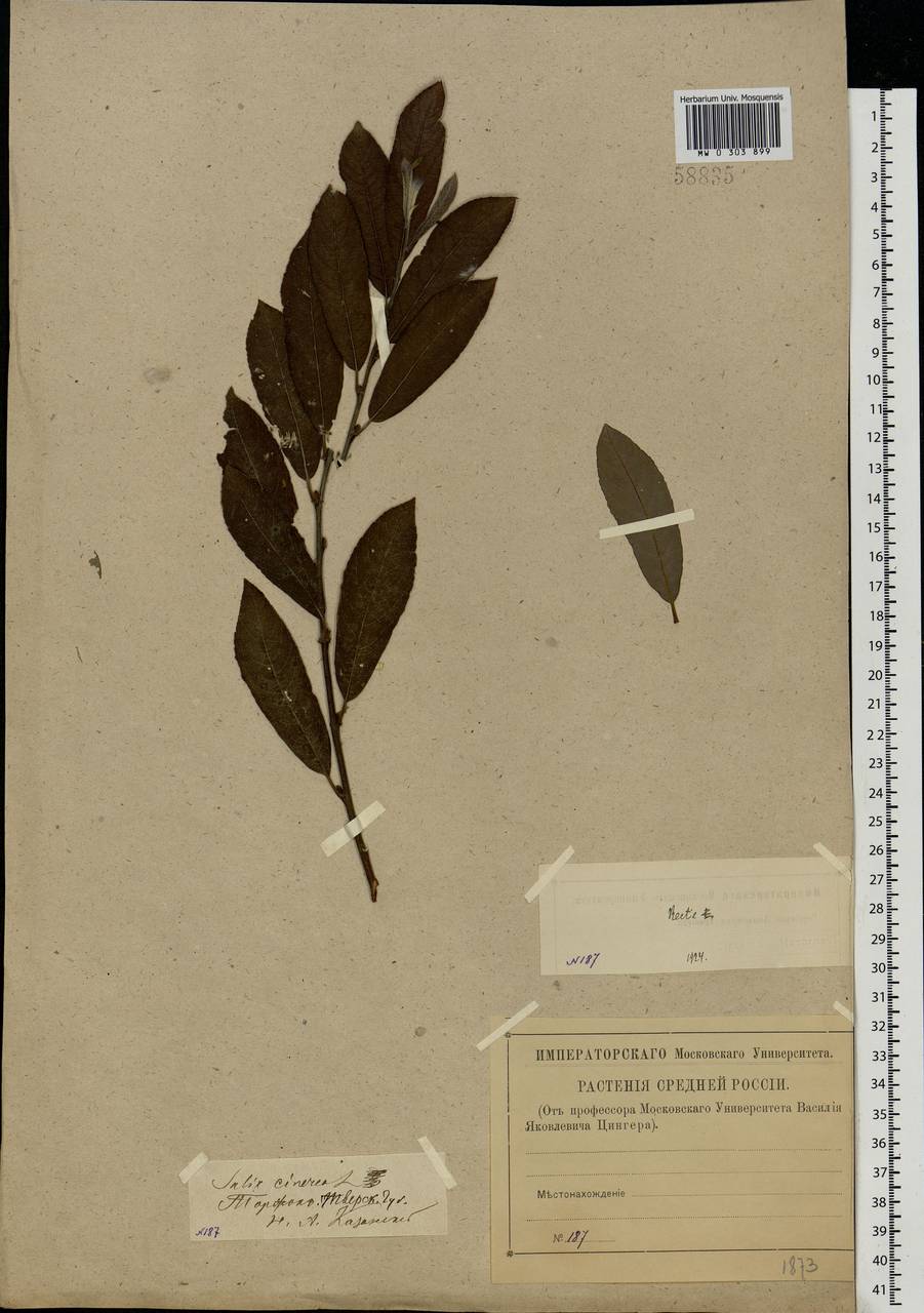 Salix cinerea L., Eastern Europe, North-Western region (E2) (Russia)