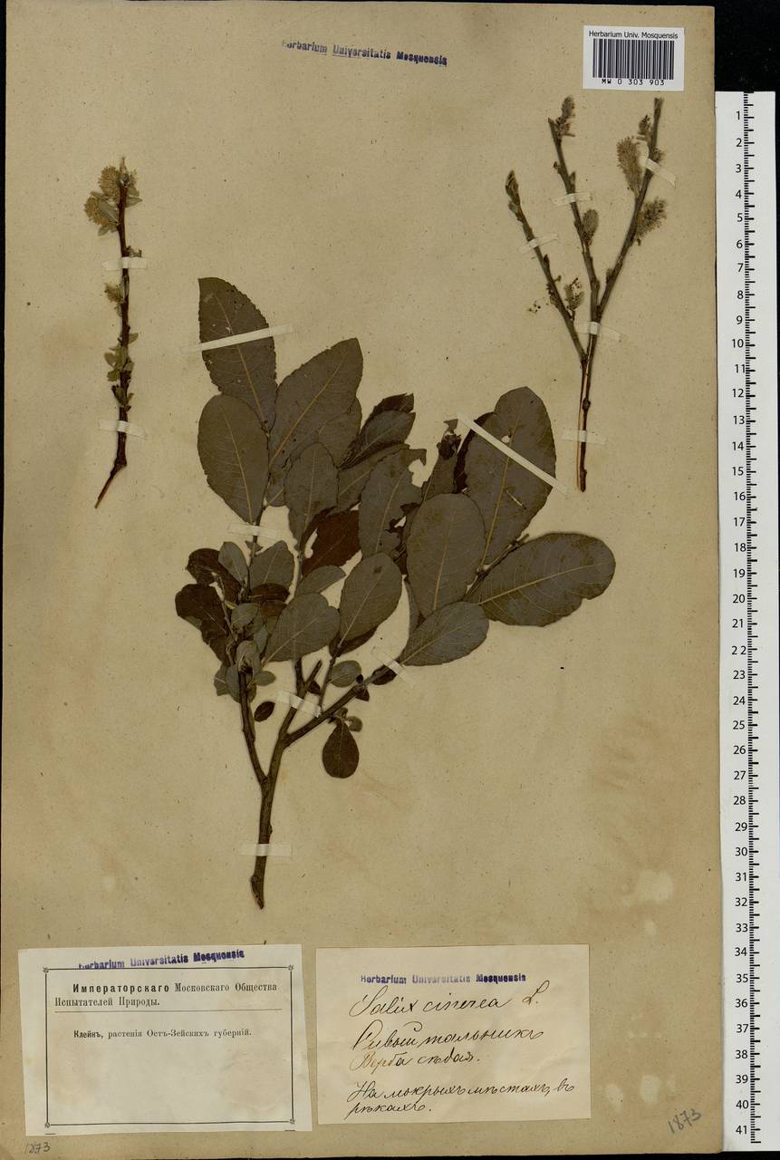 Salix cinerea L., Eastern Europe, Latvia (E2b) (Latvia)