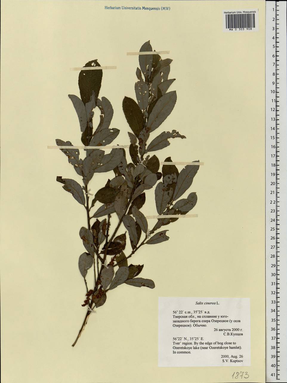 Salix cinerea L., Eastern Europe, North-Western region (E2) (Russia)