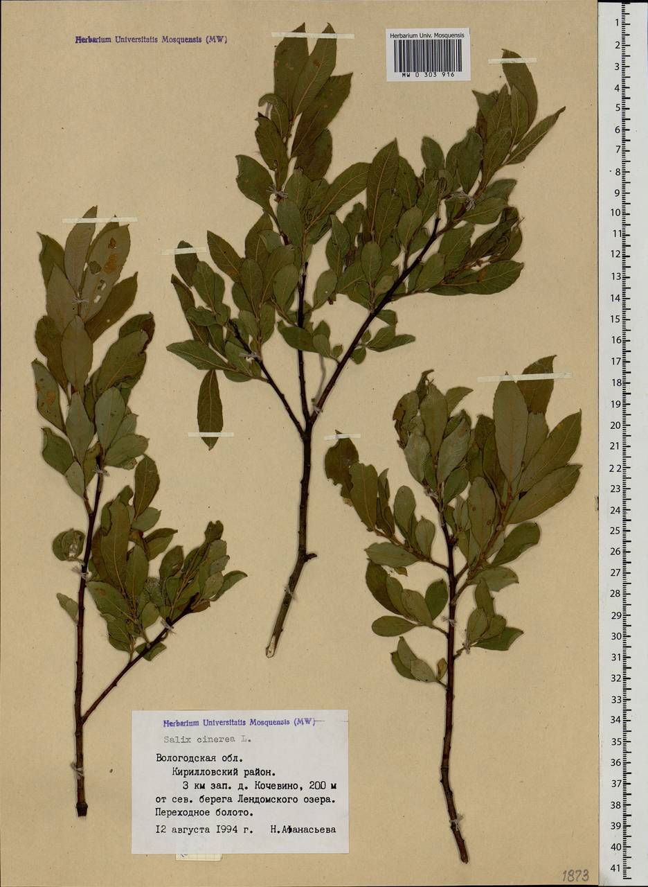 Salix cinerea L., Eastern Europe, Northern region (E1) (Russia)
