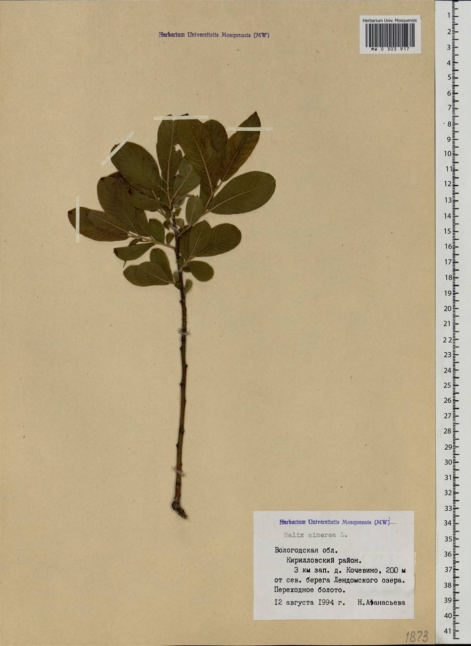 Salix cinerea L., Eastern Europe, Northern region (E1) (Russia)