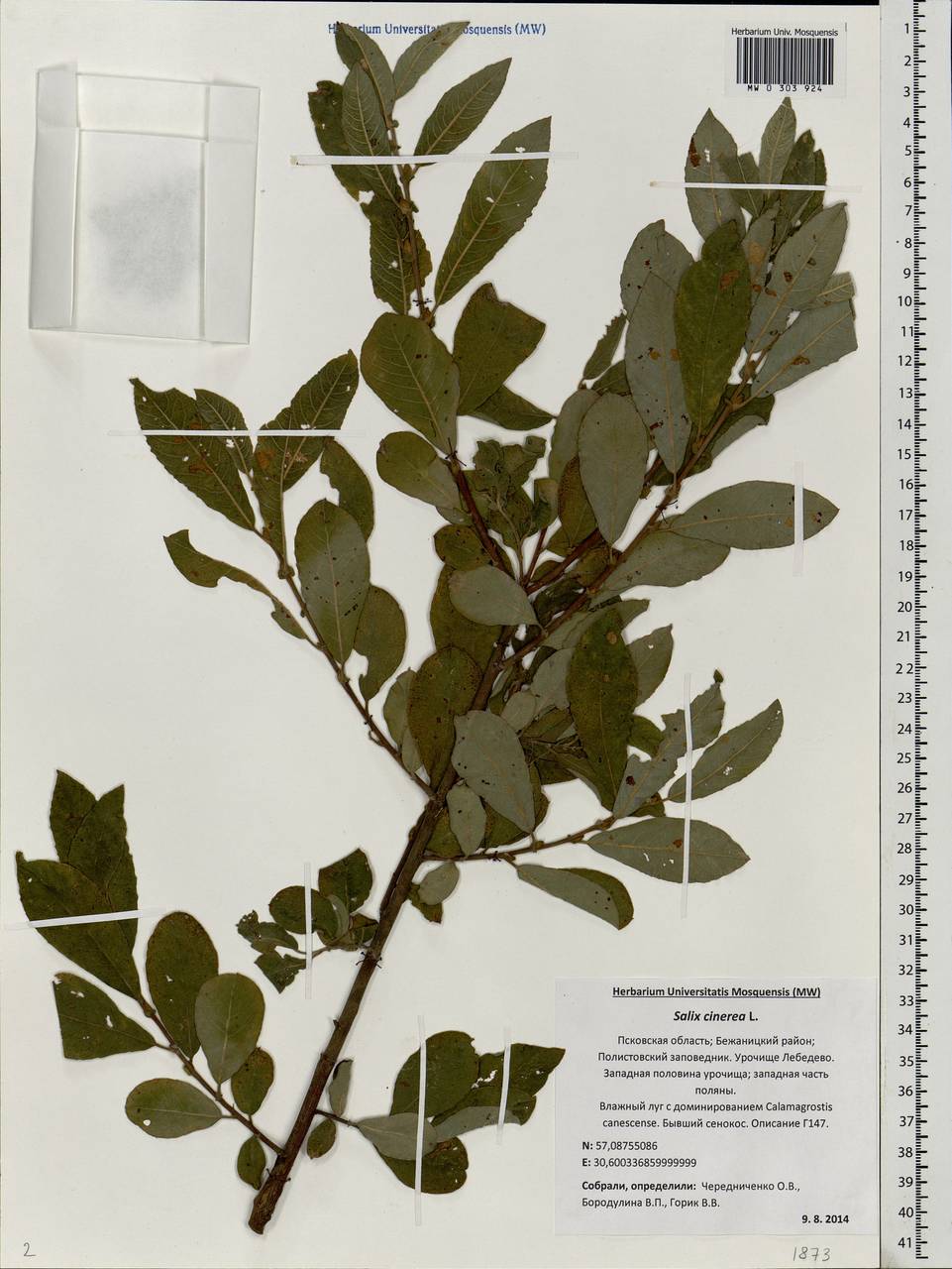 Salix cinerea L., Eastern Europe, North-Western region (E2) (Russia)