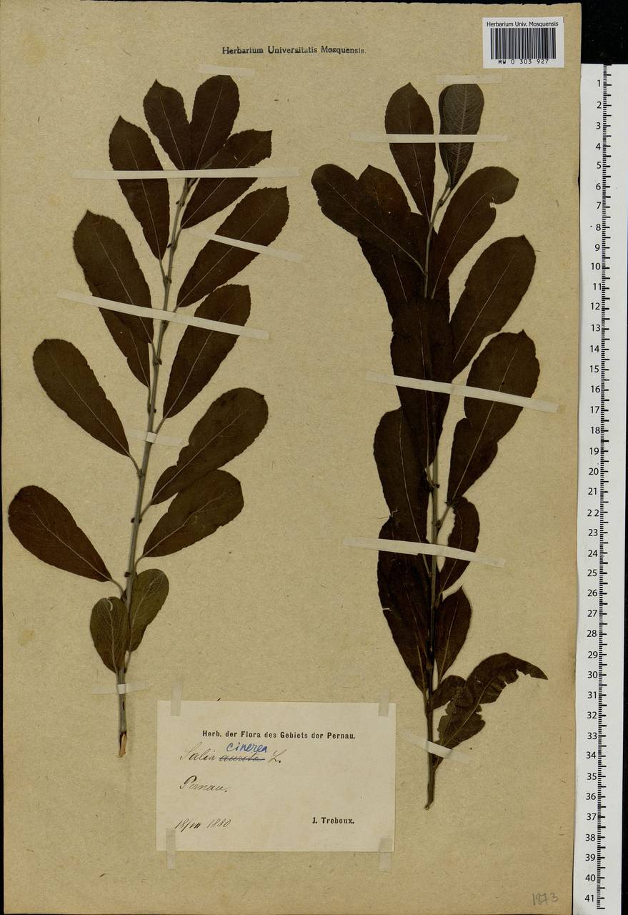 Salix cinerea L., Eastern Europe, Estonia (E2c) (Estonia)
