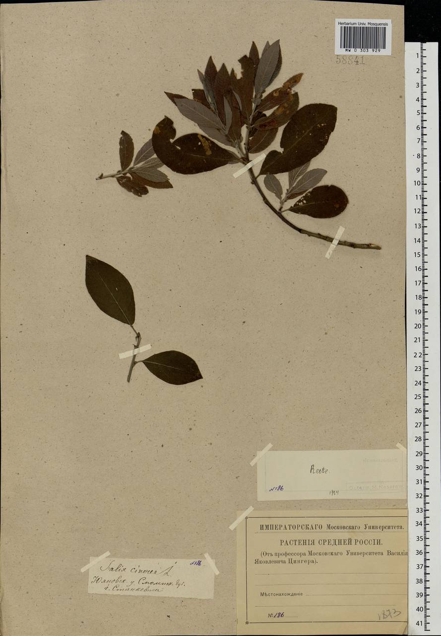 Salix cinerea L., Eastern Europe, Central region (E4) (Russia)