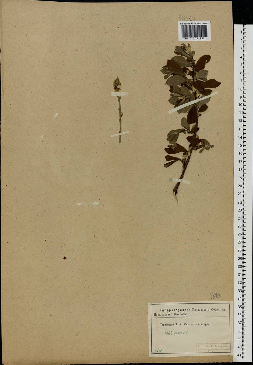 Salix cinerea L., Eastern Europe, Western region (E3) (Russia)