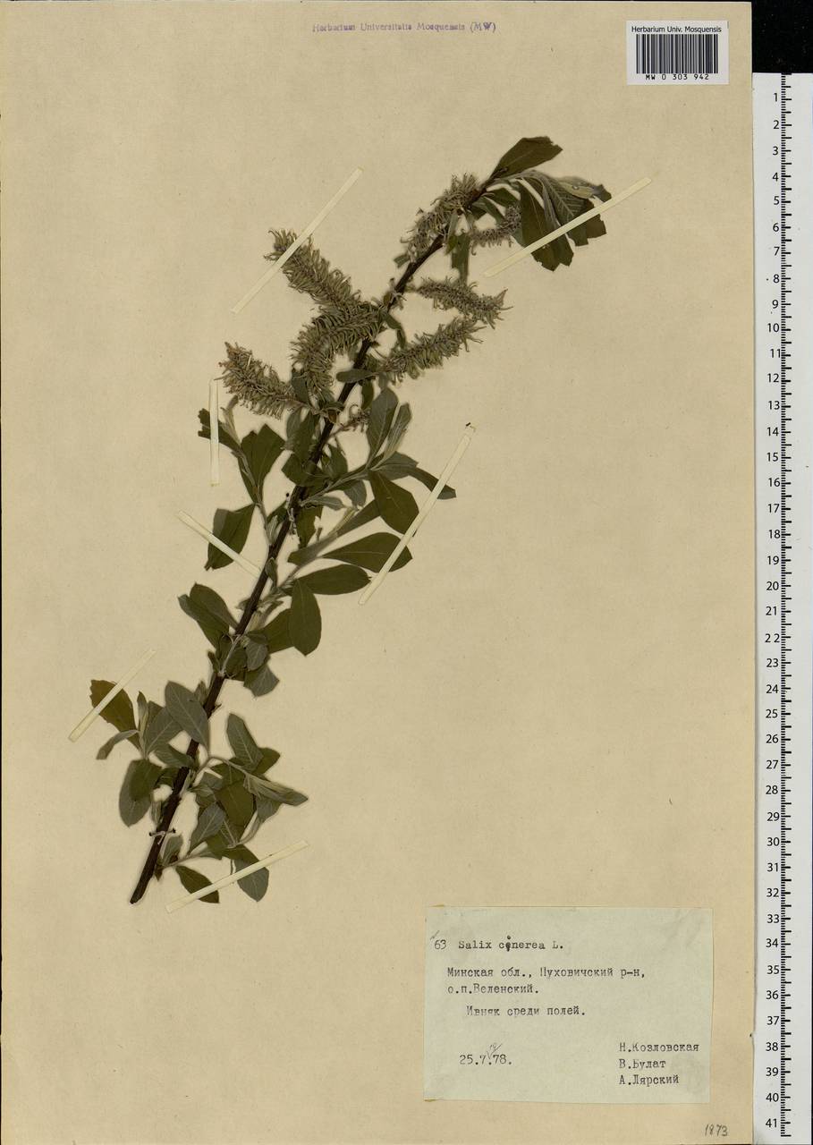 Salix cinerea L., Eastern Europe, Belarus (E3a) (Belarus)