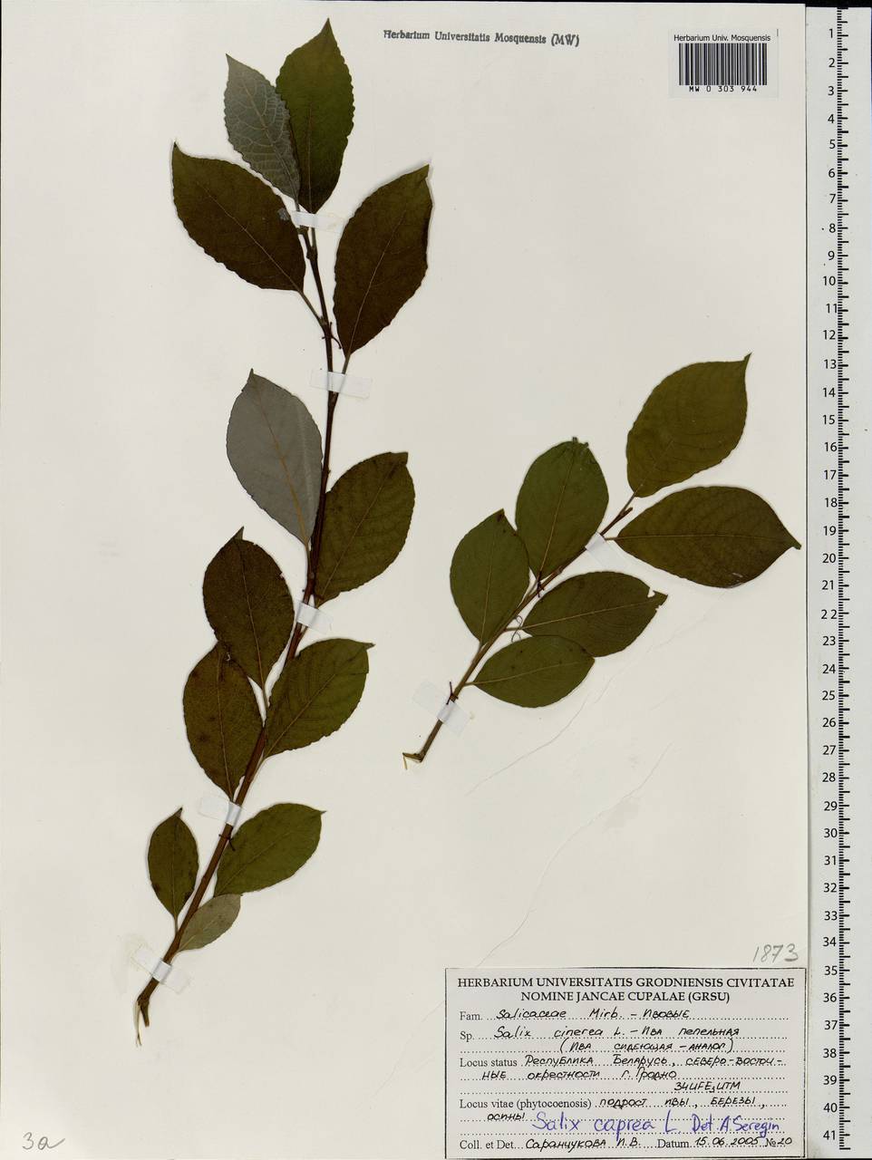 Salix cinerea L., Eastern Europe, Belarus (E3a) (Belarus)