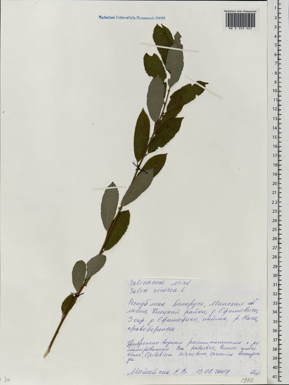 Salix cinerea L., Eastern Europe, Belarus (E3a) (Belarus)