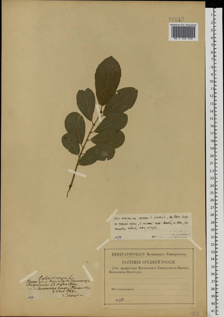 Salix cinerea L., Eastern Europe, Central region (E4) (Russia)