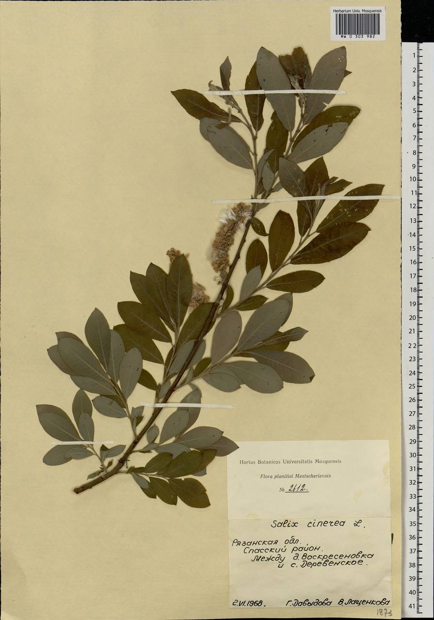 Salix cinerea L., Eastern Europe, Central region (E4) (Russia)