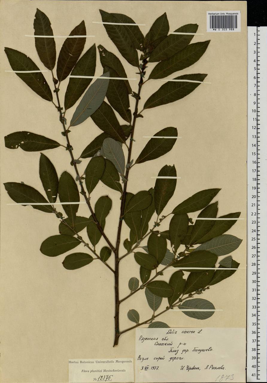 Salix cinerea L., Eastern Europe, Central region (E4) (Russia)