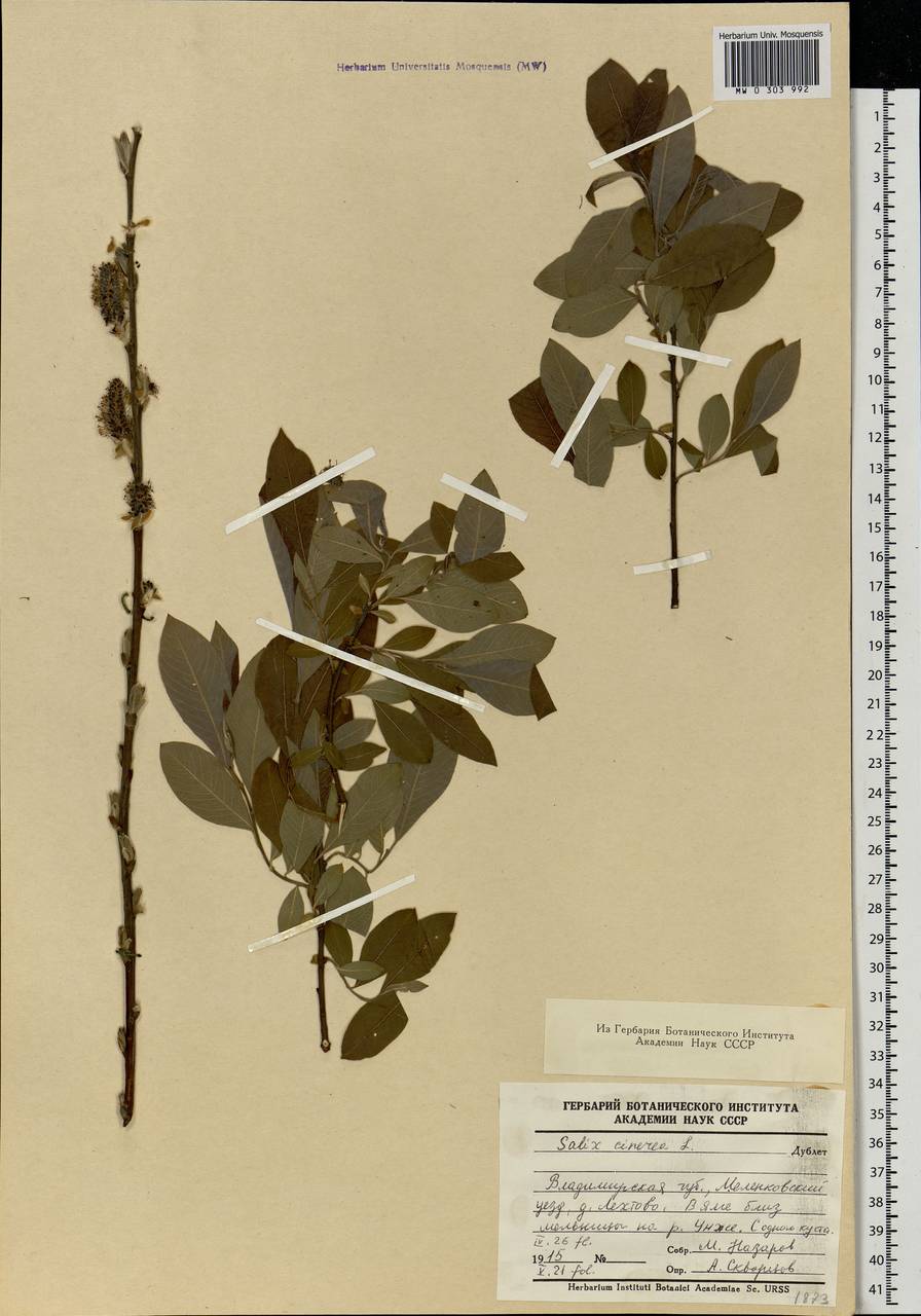 Salix cinerea L., Eastern Europe, Central region (E4) (Russia)