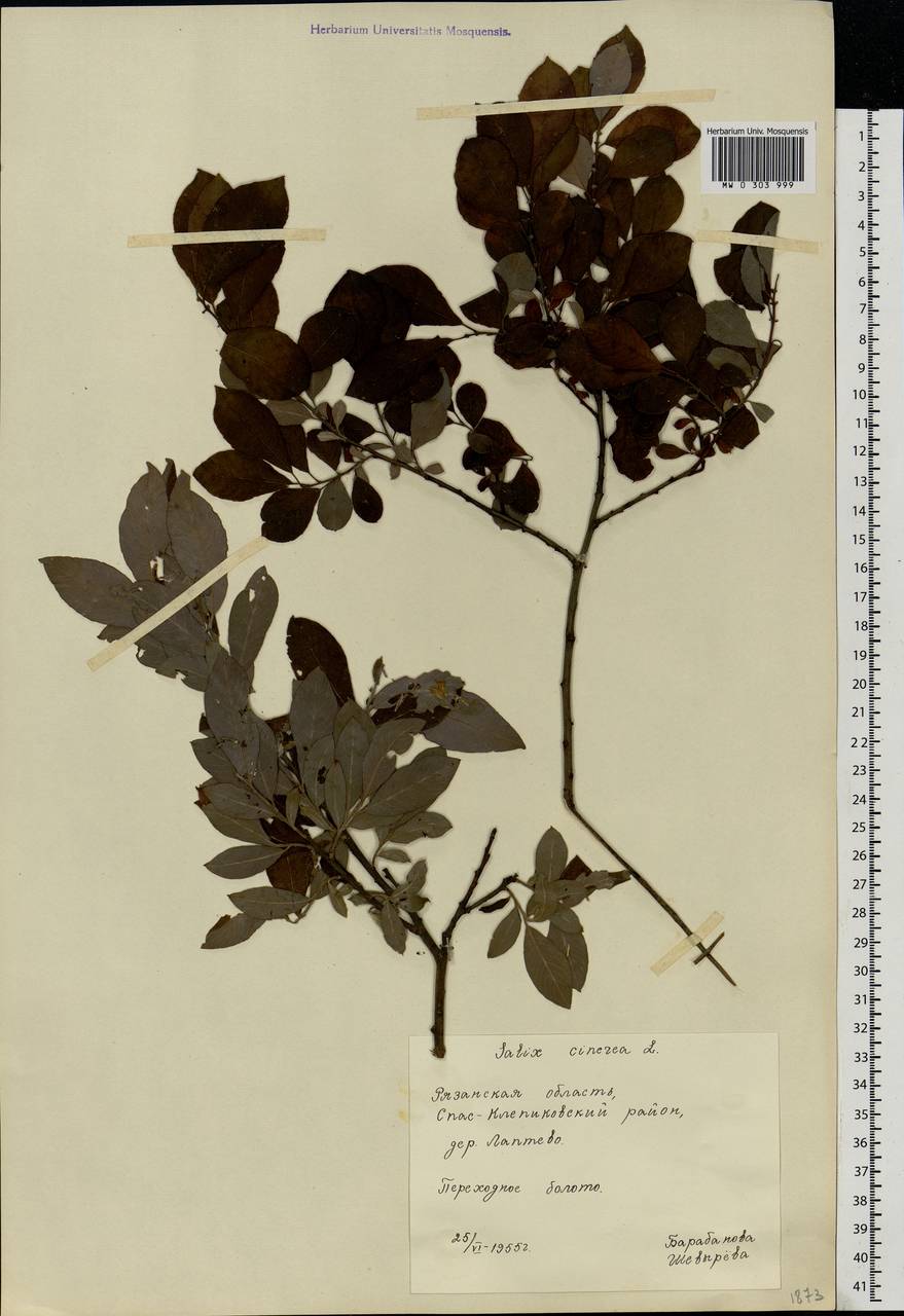 Salix cinerea L., Eastern Europe, Central region (E4) (Russia)