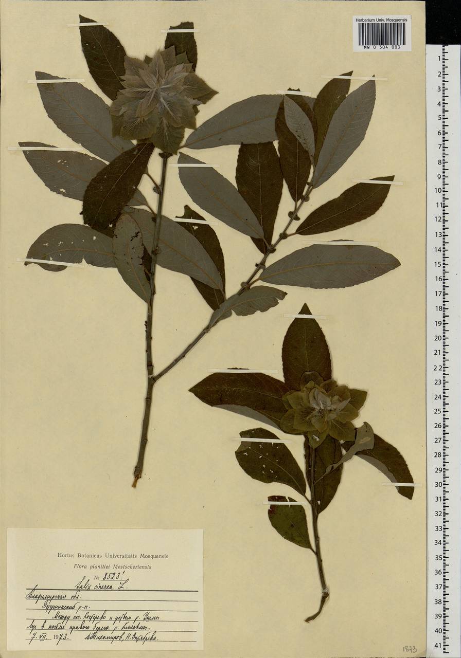 Salix cinerea L., Eastern Europe, Central region (E4) (Russia)