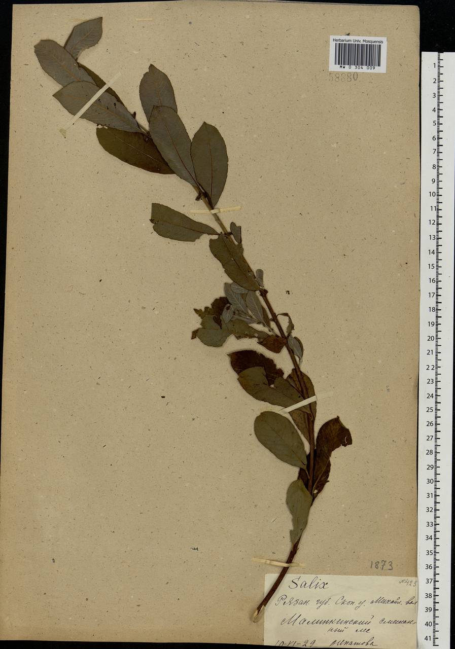 Salix cinerea L., Eastern Europe, Central region (E4) (Russia)