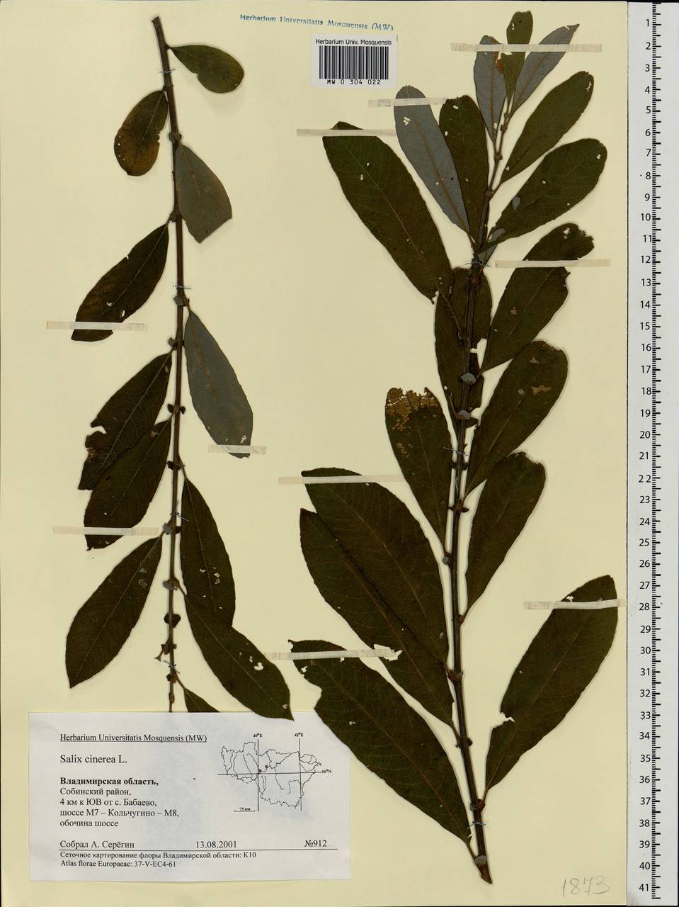 Salix cinerea L., Eastern Europe, Central region (E4) (Russia)