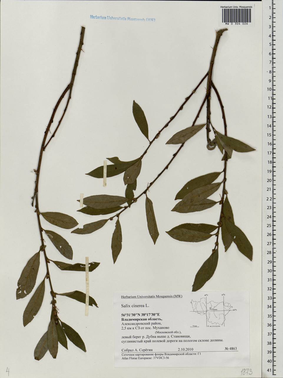 Salix cinerea L., Eastern Europe, Central region (E4) (Russia)