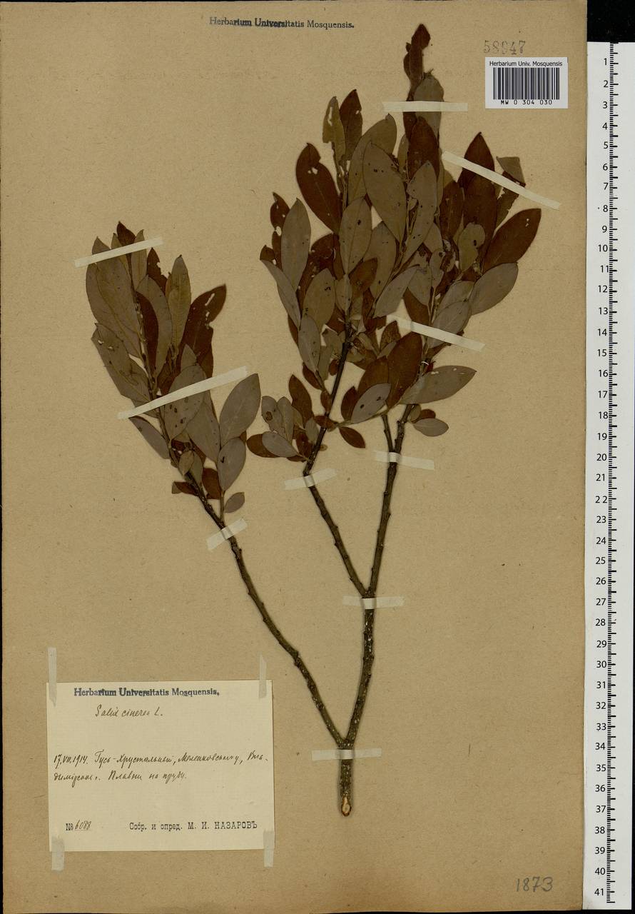 Salix cinerea L., Eastern Europe, Central region (E4) (Russia)