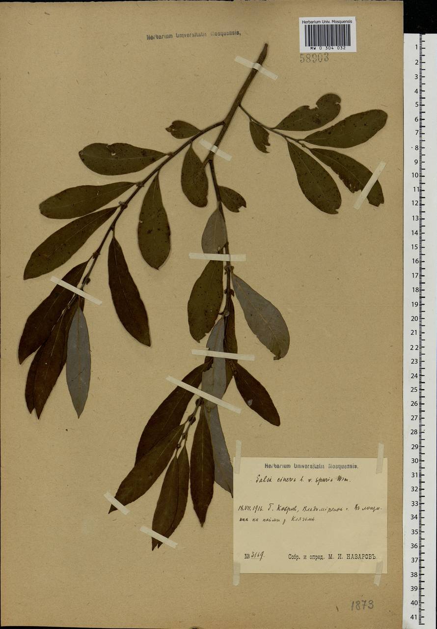 Salix cinerea L., Eastern Europe, Central region (E4) (Russia)