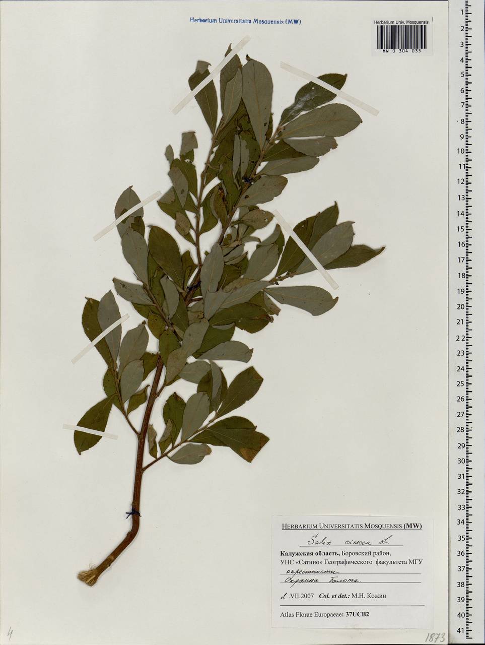 Salix cinerea L., Eastern Europe, Central region (E4) (Russia)