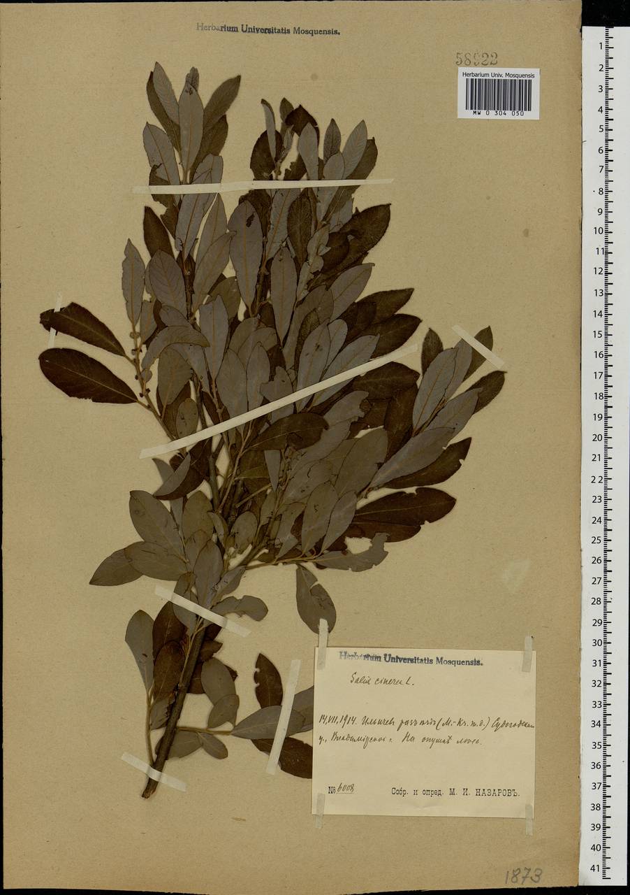 Salix cinerea L., Eastern Europe, Central region (E4) (Russia)