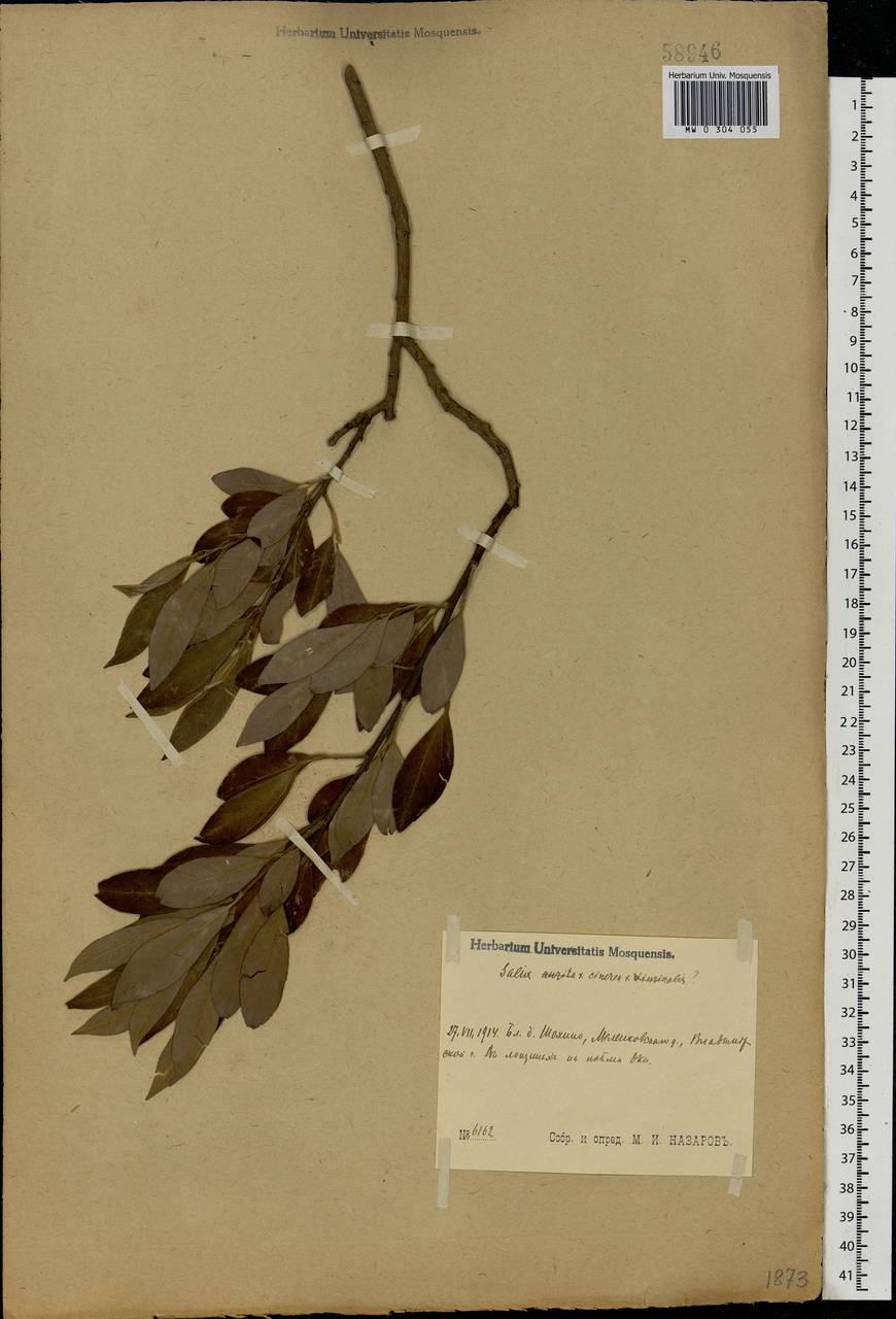 Salix cinerea L., Eastern Europe, Central region (E4) (Russia)