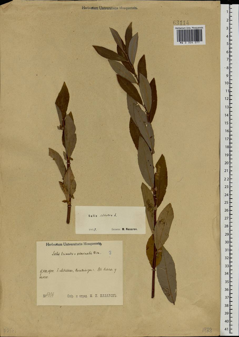 Salix cinerea L., Eastern Europe, Central region (E4) (Russia)