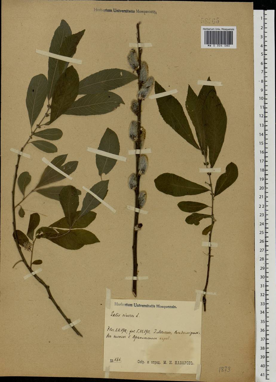 Salix cinerea L., Eastern Europe, Central region (E4) (Russia)