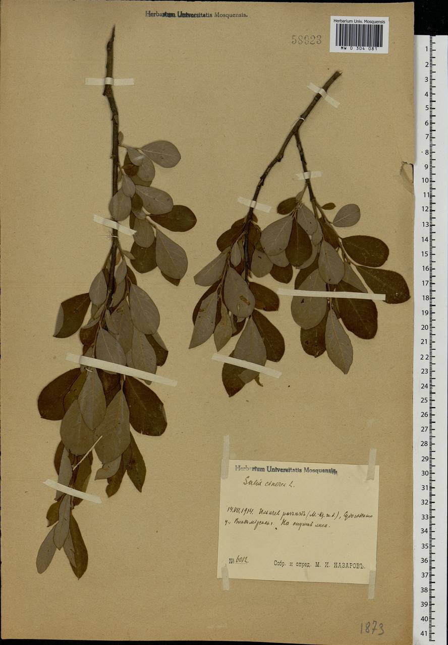 Salix cinerea L., Eastern Europe, Central region (E4) (Russia)