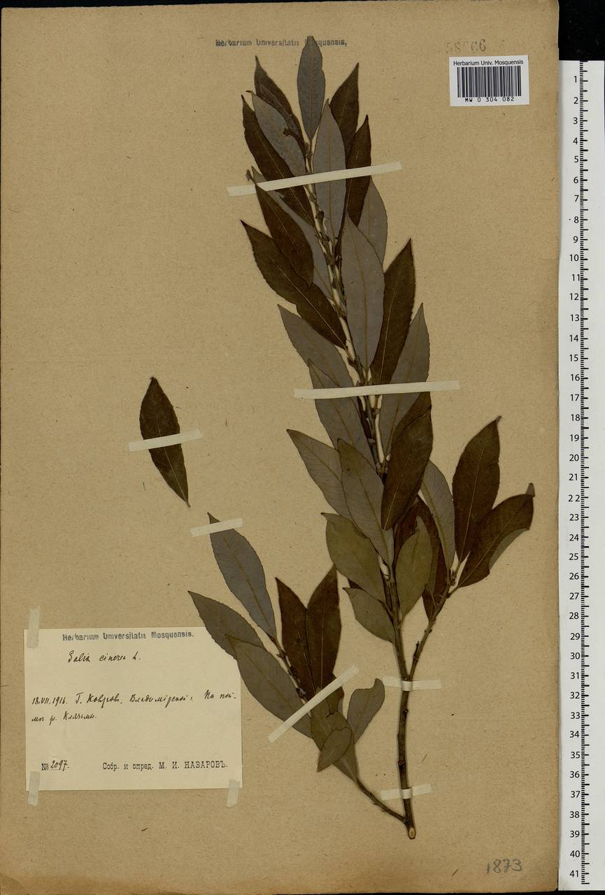 Salix cinerea L., Eastern Europe, Central region (E4) (Russia)