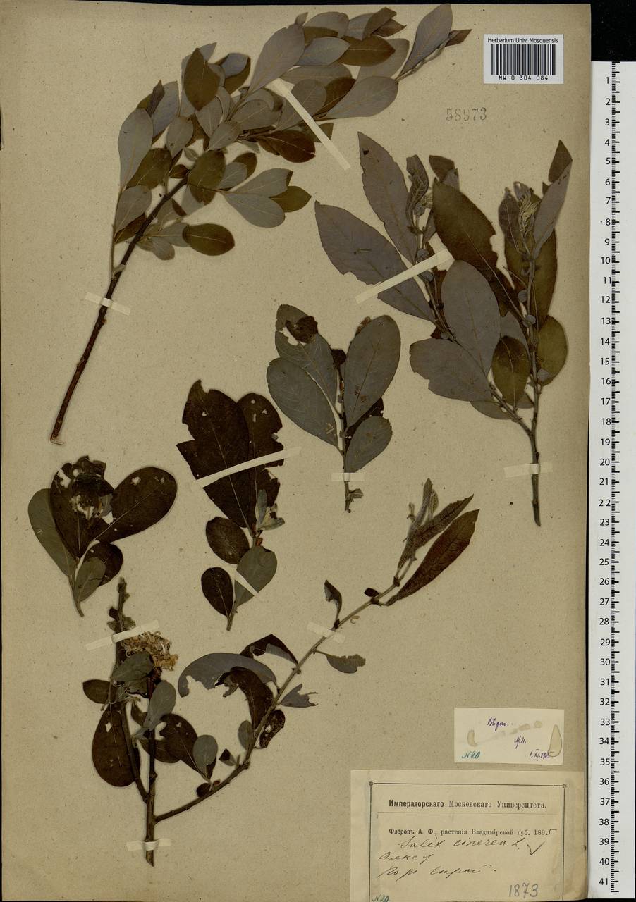 Salix cinerea L., Eastern Europe, Central region (E4) (Russia)