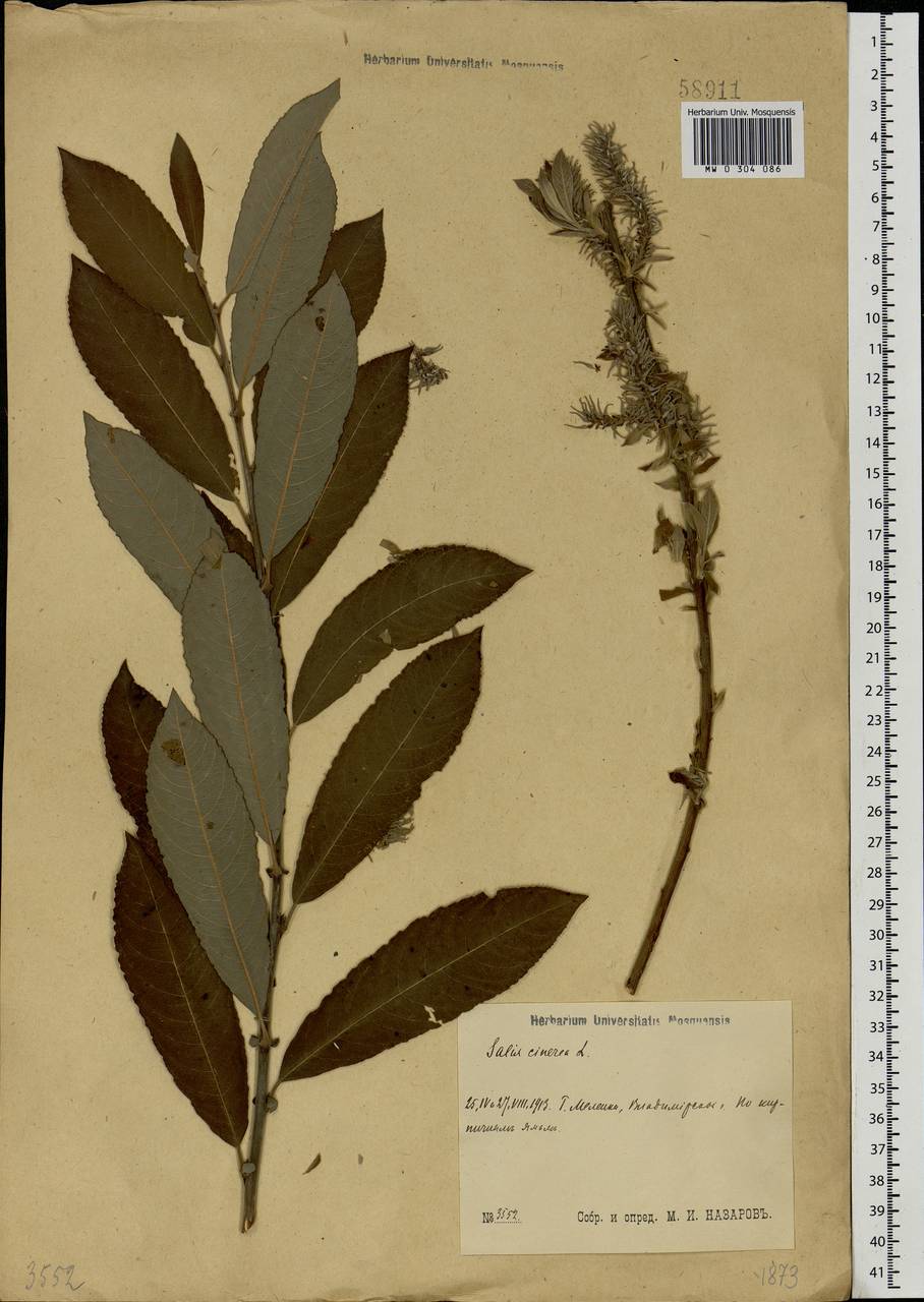 Salix cinerea L., Eastern Europe, Central region (E4) (Russia)