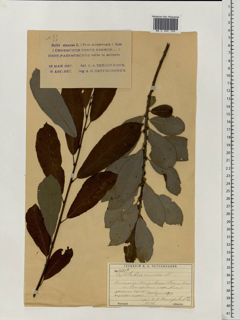 Salix cinerea L., Eastern Europe, Moscow region (E4a) (Russia)