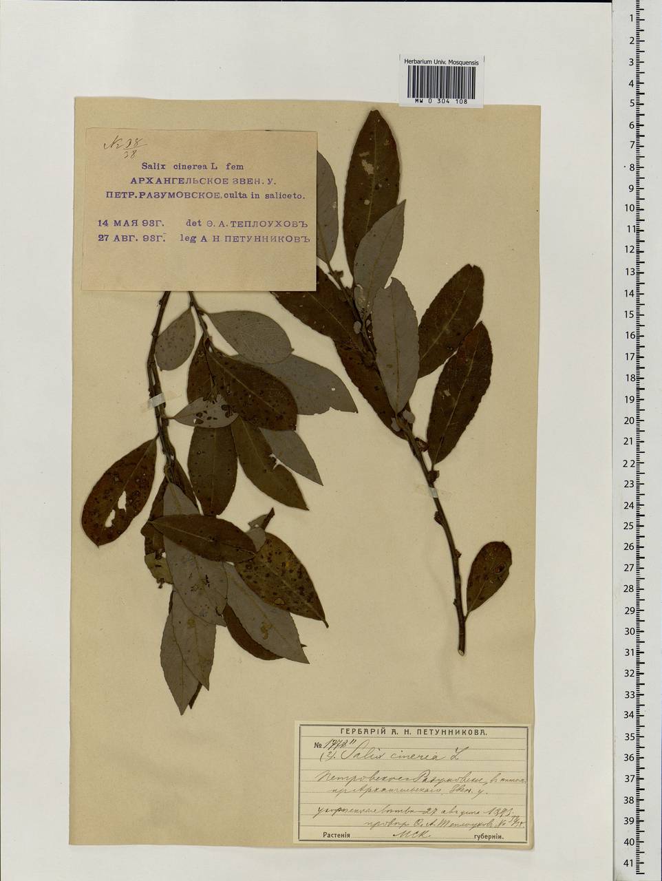 Salix cinerea L., Eastern Europe, Moscow region (E4a) (Russia)