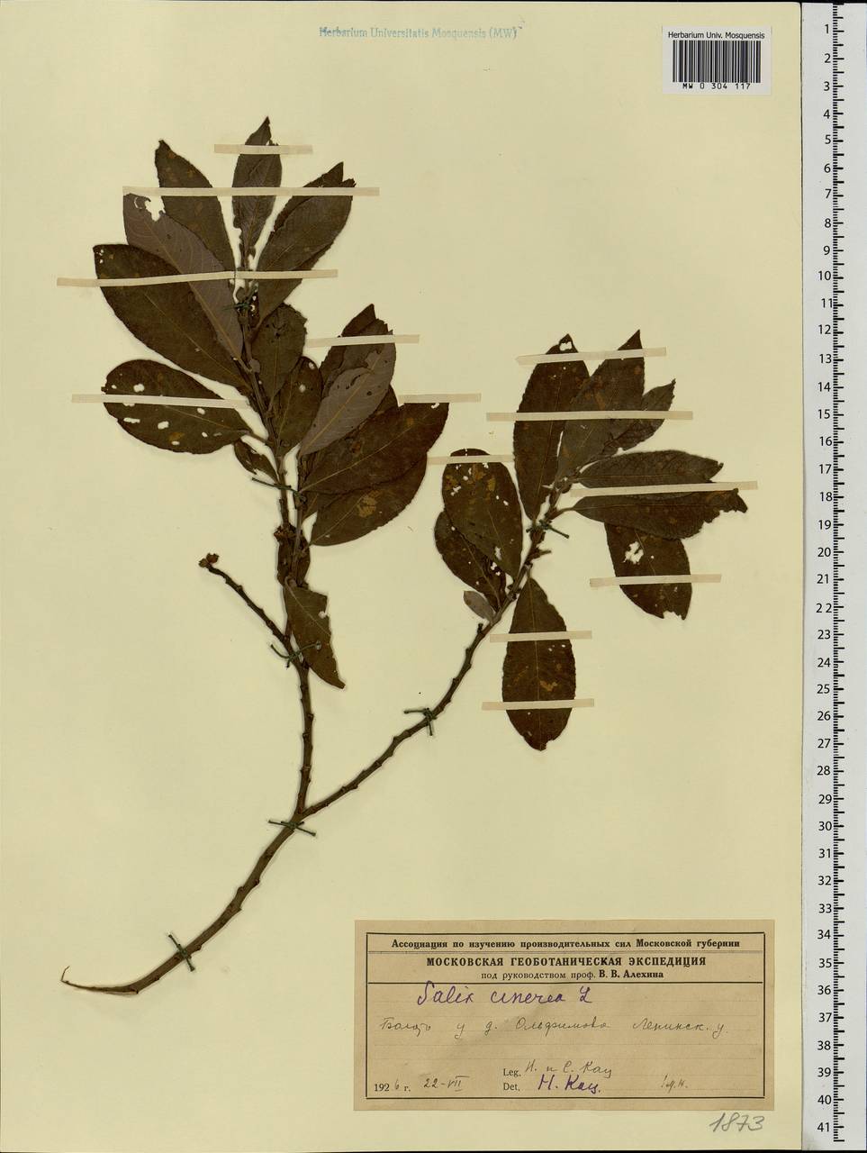 Salix cinerea L., Eastern Europe, North-Western region (E2) (Russia)