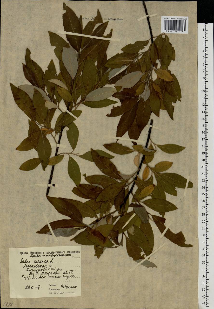 Salix cinerea L., Eastern Europe, Moscow region (E4a) (Russia)