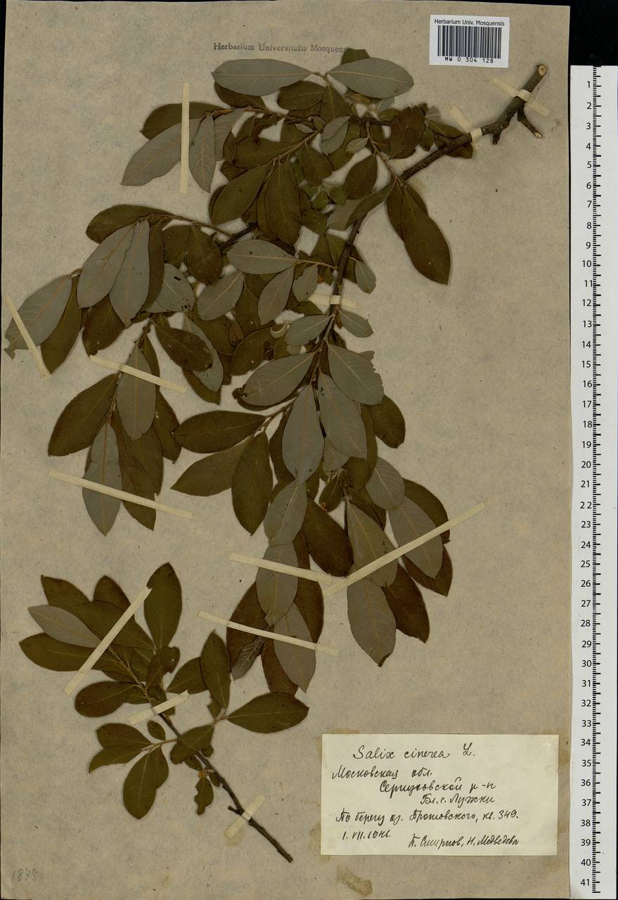 Salix cinerea L., Eastern Europe, Moscow region (E4a) (Russia)