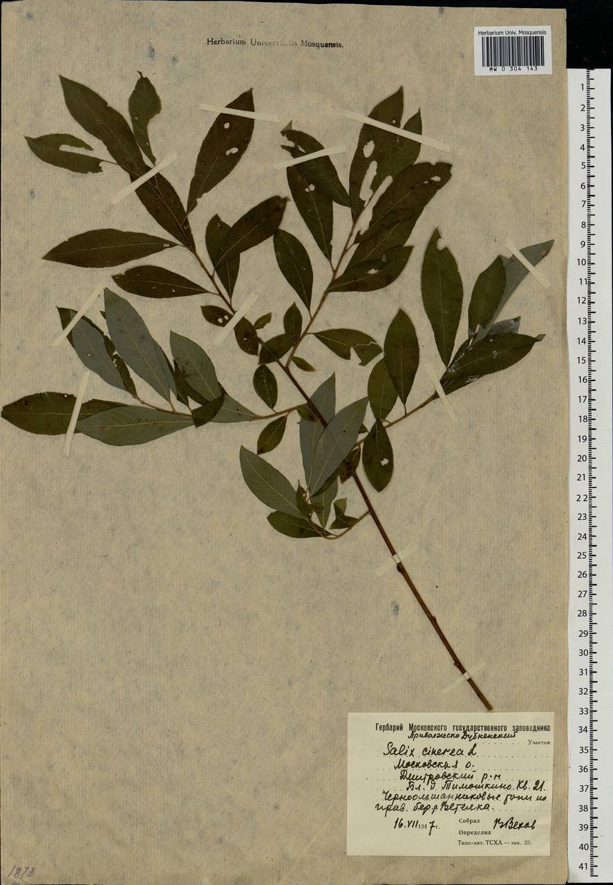 Salix cinerea L., Eastern Europe, Moscow region (E4a) (Russia)