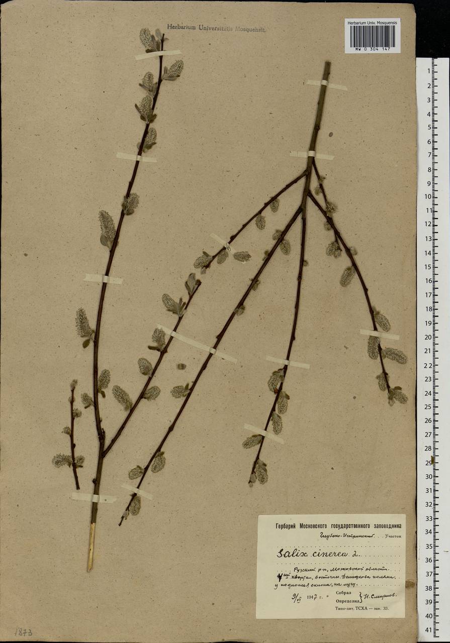 Salix cinerea L., Eastern Europe, Moscow region (E4a) (Russia)