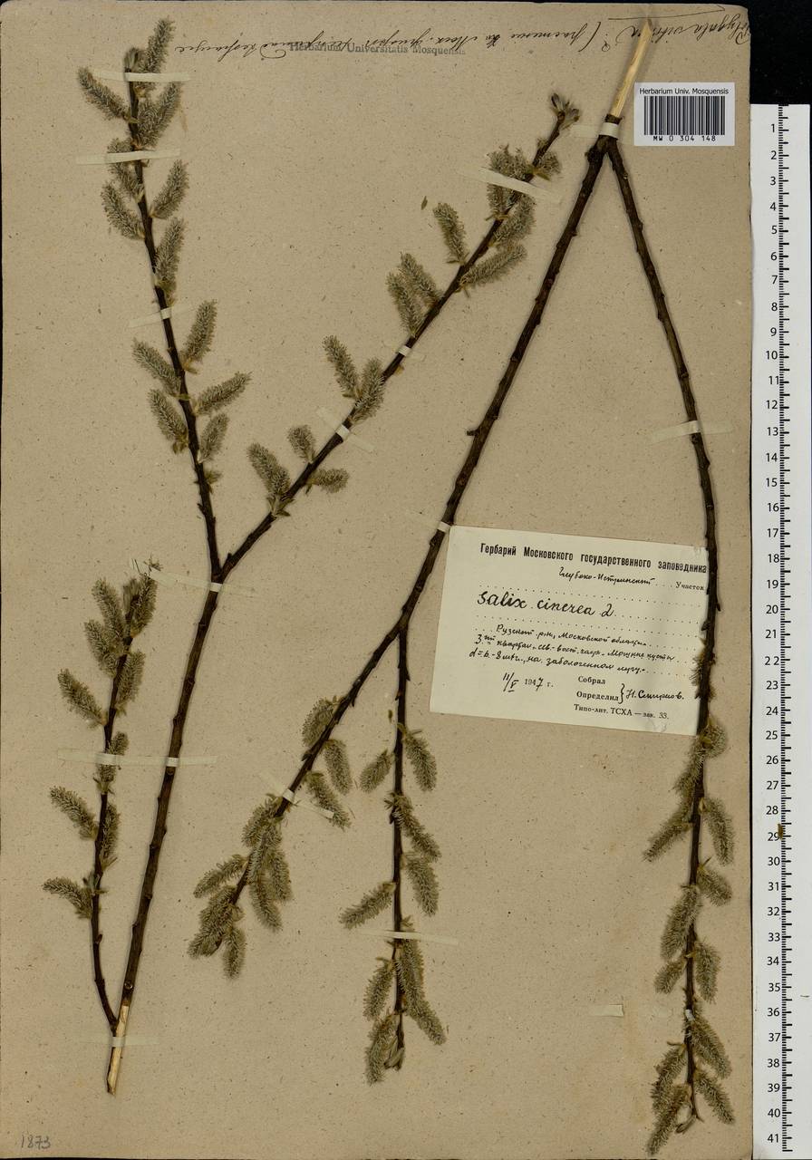 Salix cinerea L., Eastern Europe, Moscow region (E4a) (Russia)